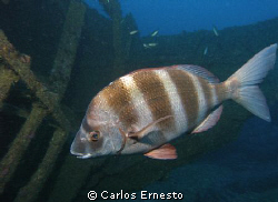 Guardian of the wreck.Diplodus cervinus by Carlos Ernesto 